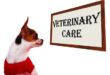 Dog Health Insurance A Comprehensive Guide