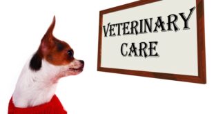 Dog Health Insurance A Comprehensive Guide